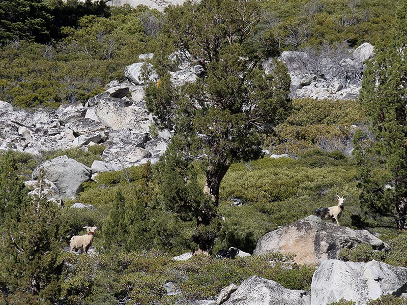 BIGHORN 2
